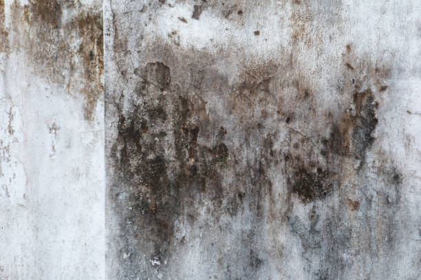 Mold Odor Removal Services in Latham, NY