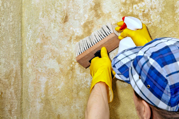 Best Real Estate Mold Inspection  in Latham, NY